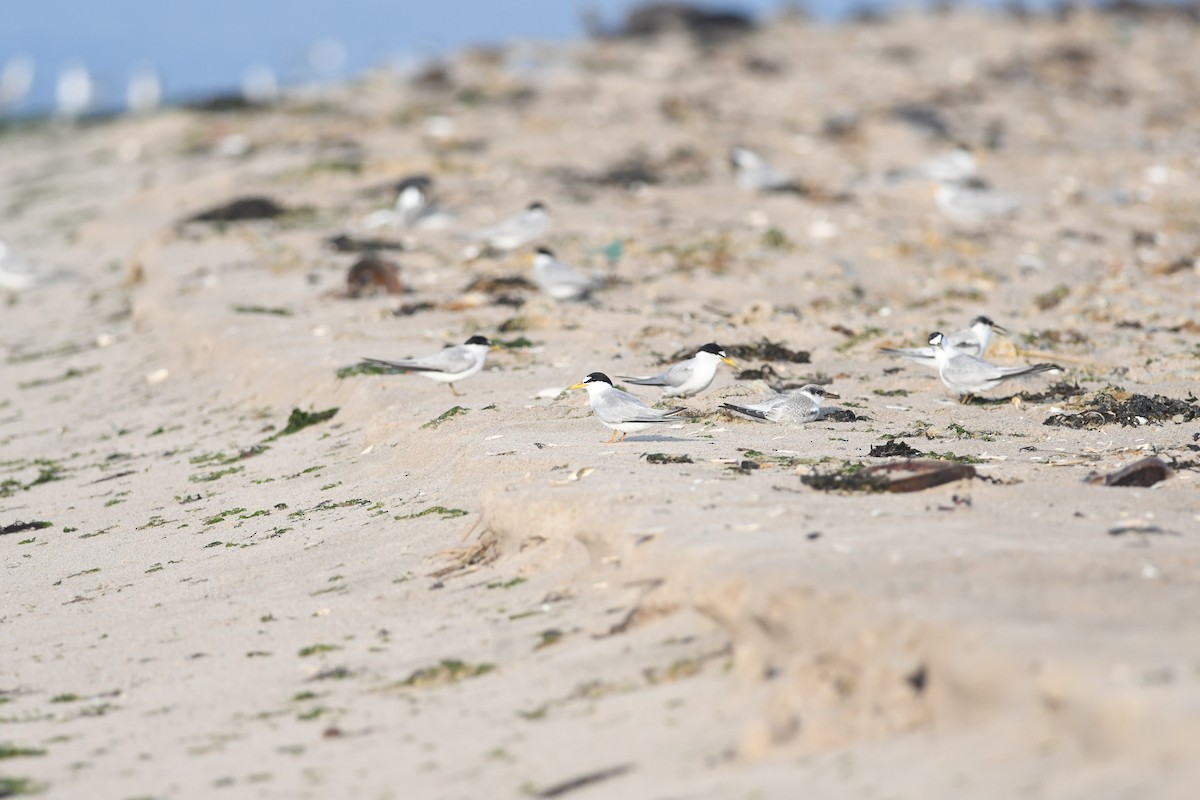 Least Tern - ML622096928