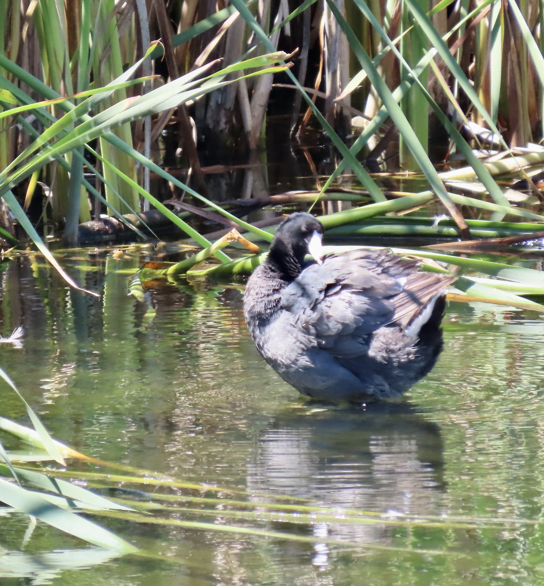 American Coot - George Chrisman