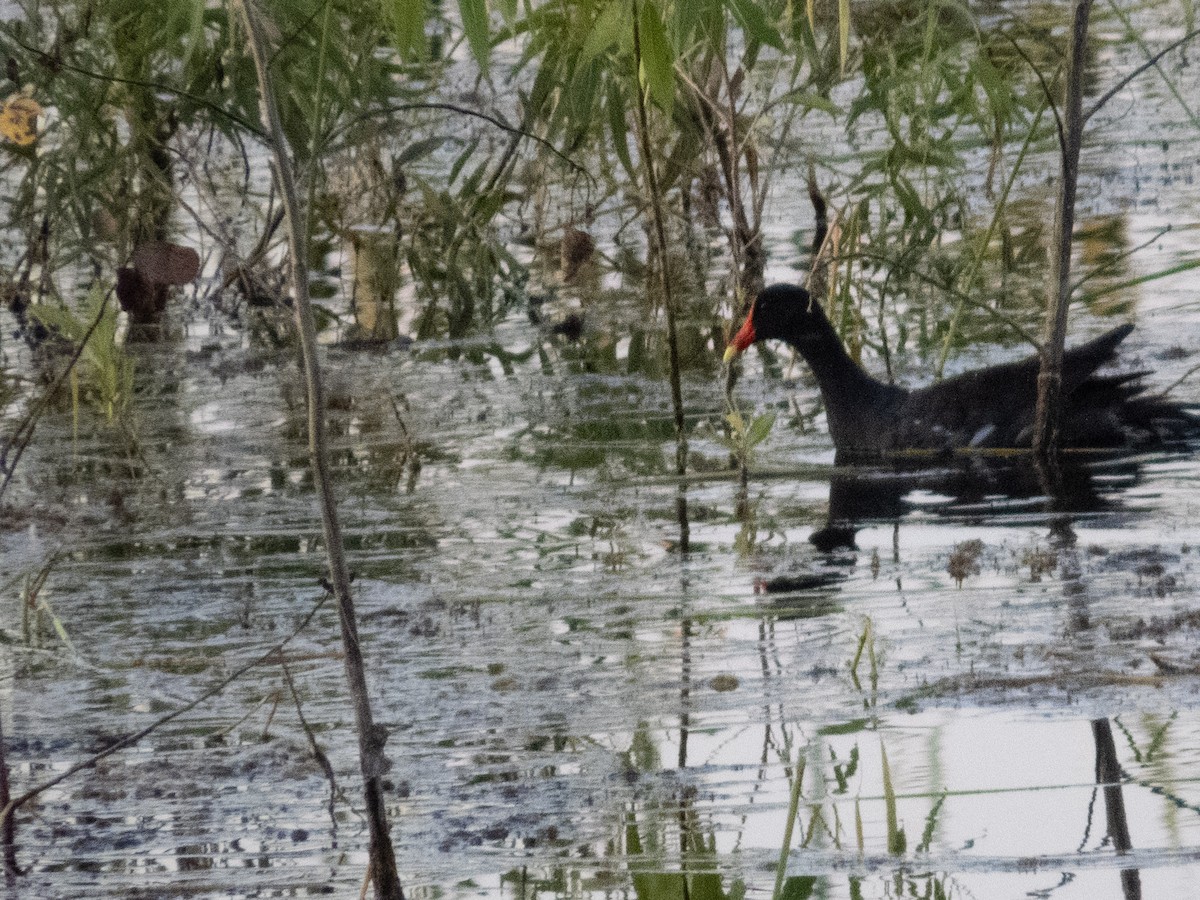 Common Gallinule - ML622096947