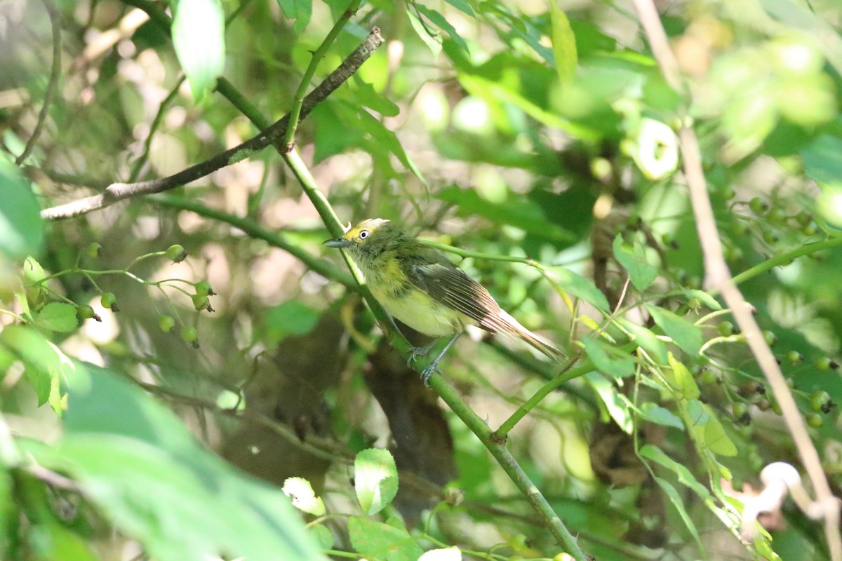 White-eyed Vireo - ML622096948