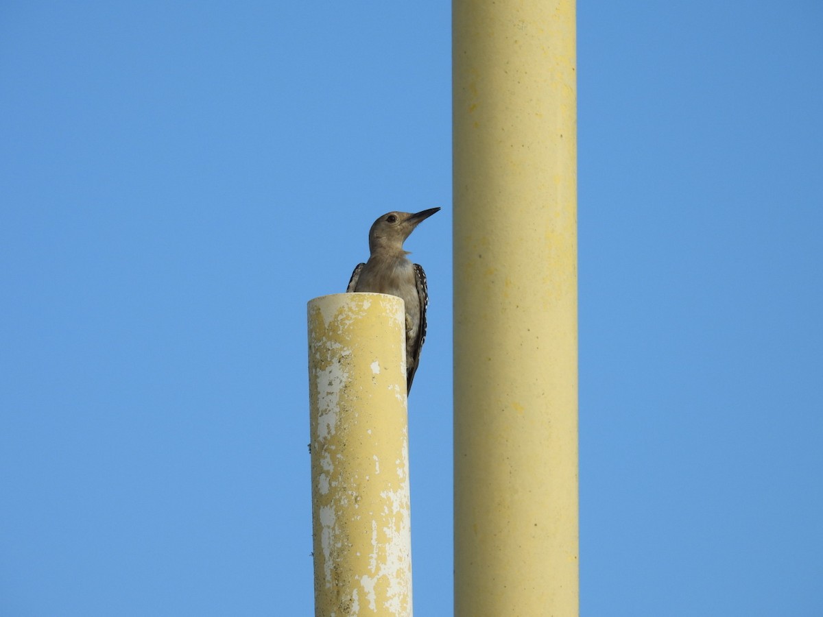 Red-bellied Woodpecker - ML622096949