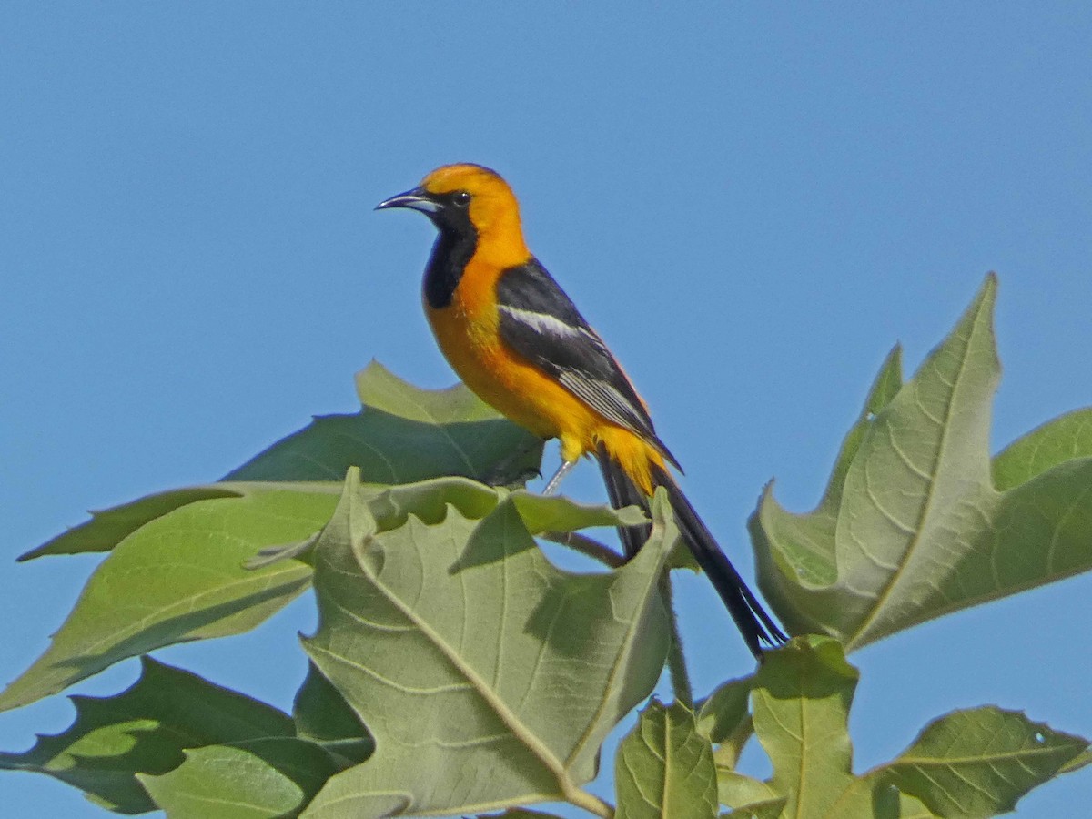 Hooded Oriole - ML622096950