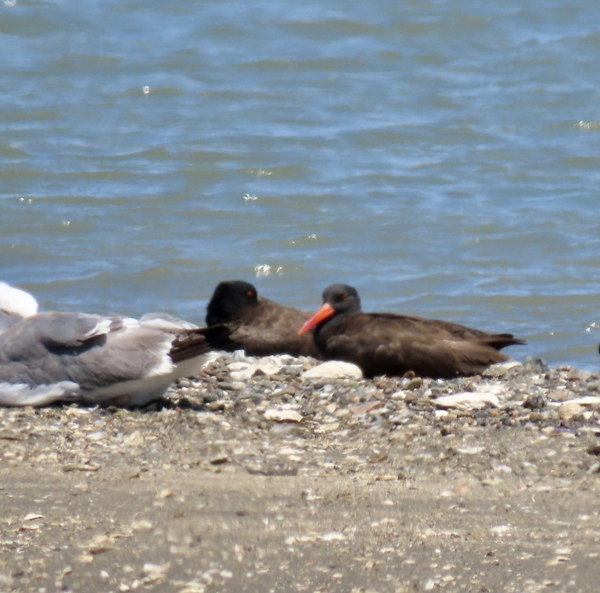 Black Oystercatcher - ML622096951