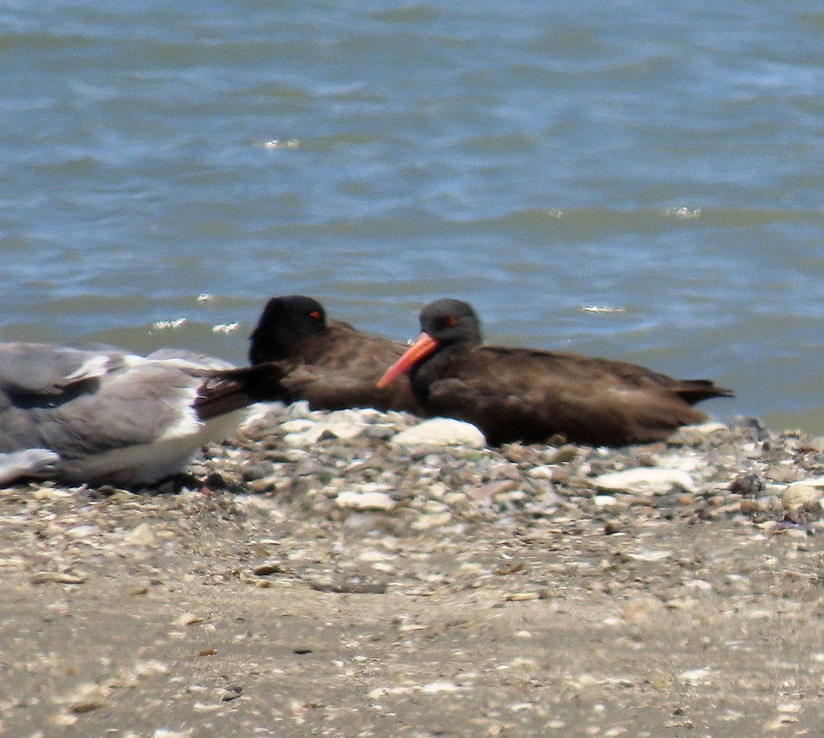 Black Oystercatcher - ML622096952