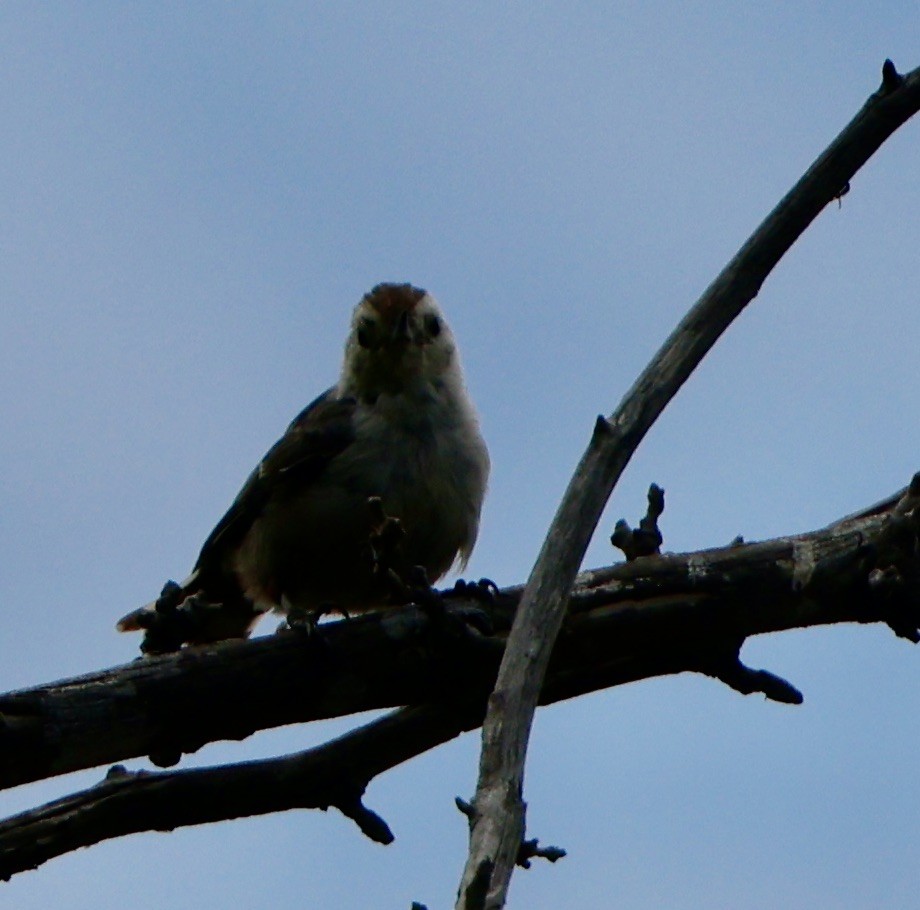 White-breasted Nuthatch - ML622096965