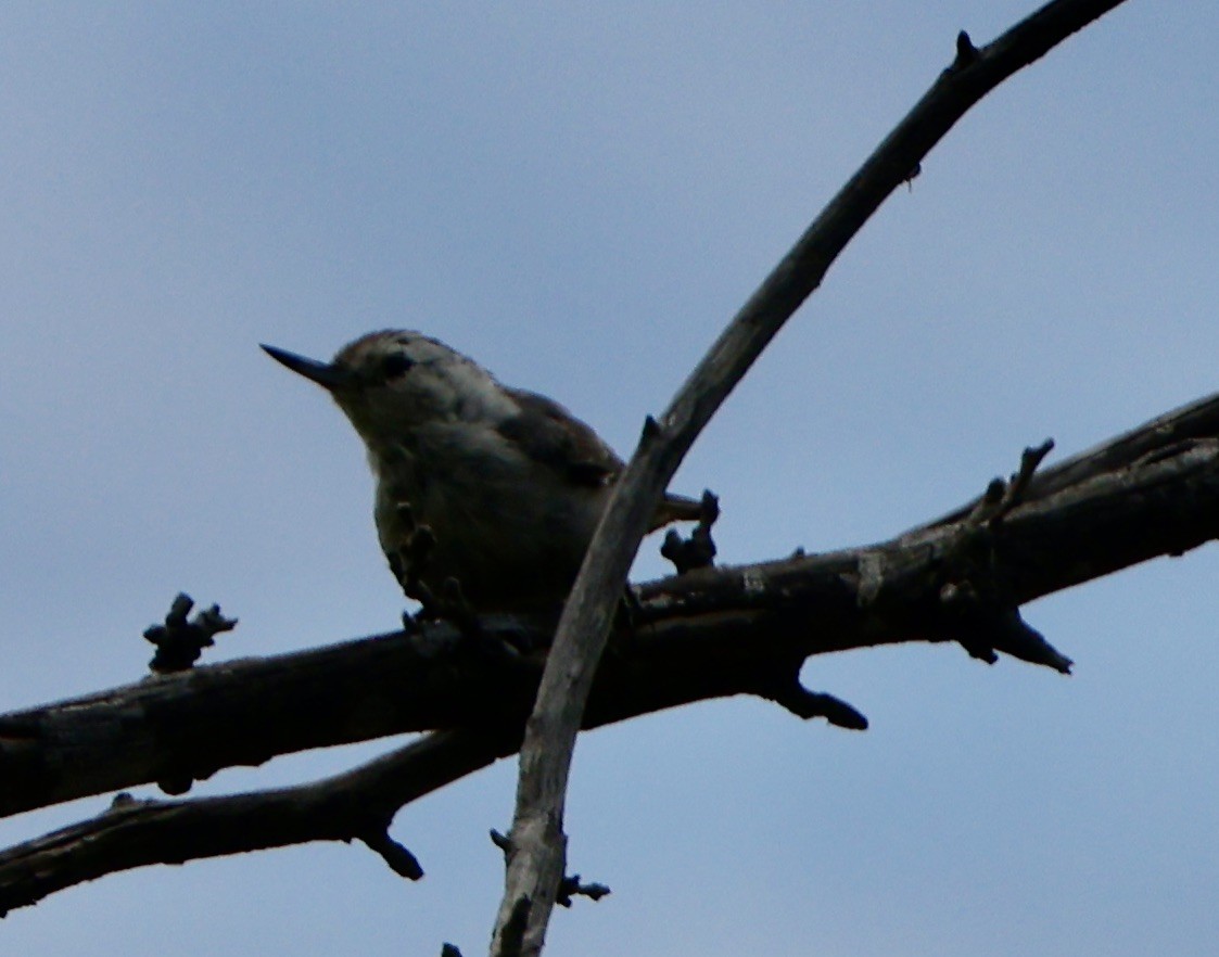 White-breasted Nuthatch - ML622096966