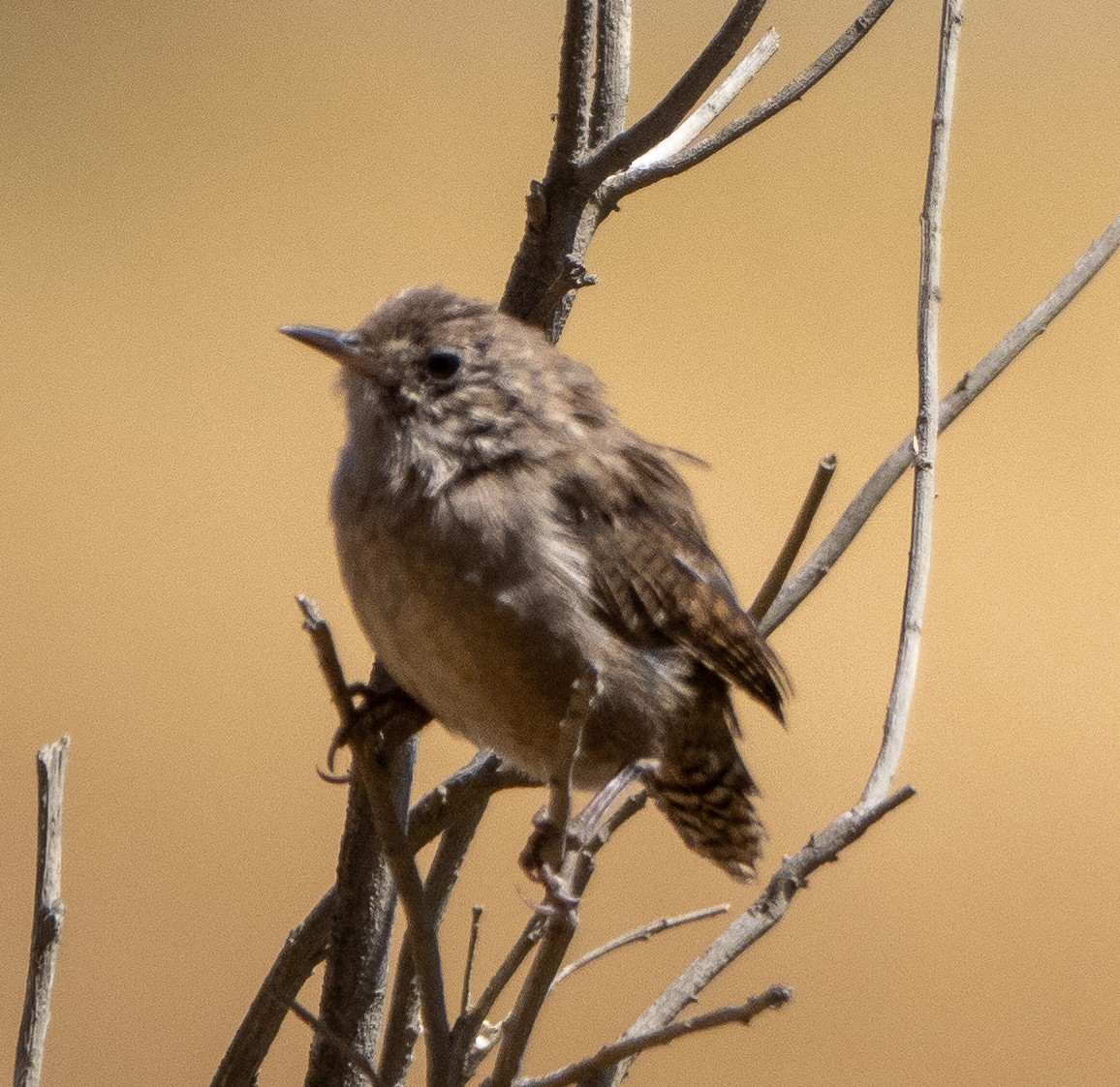 House Wren - ML622096970