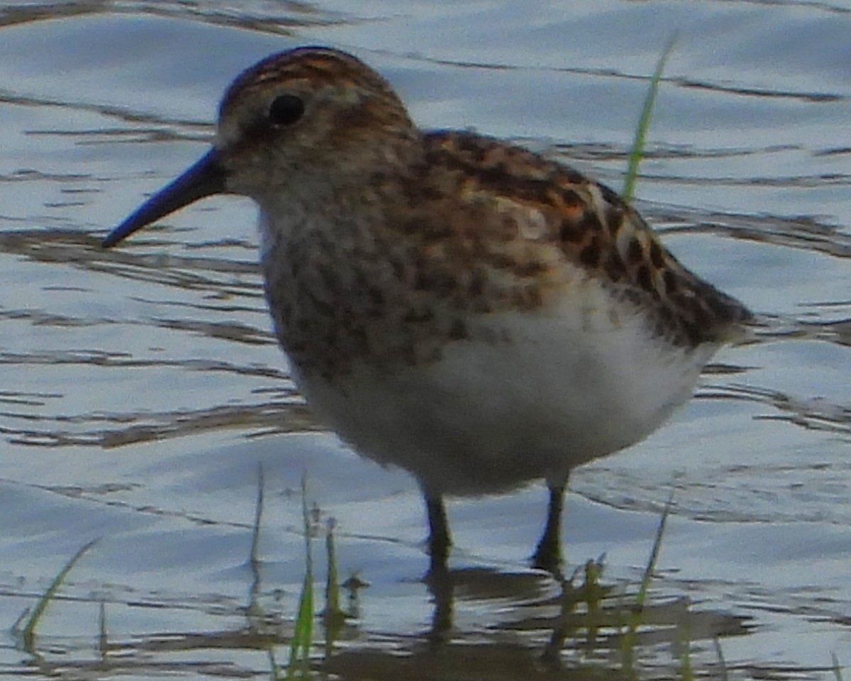 Semipalmated Sandpiper - ML622096971