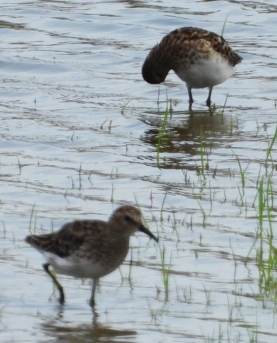 Semipalmated Sandpiper - ML622096972