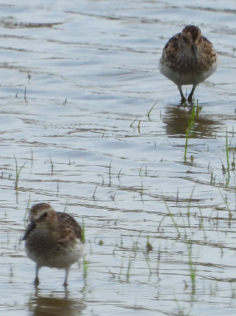 Semipalmated Sandpiper - ML622096973