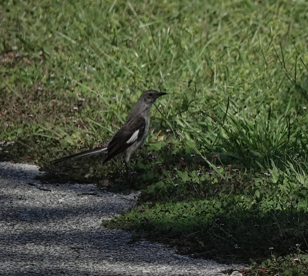 Northern Mockingbird - ML622096987