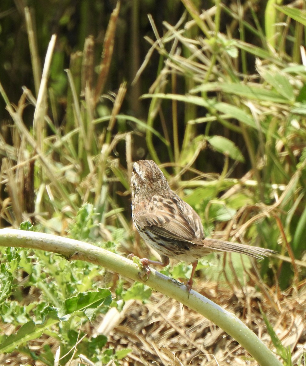 Song Sparrow - ML622096992