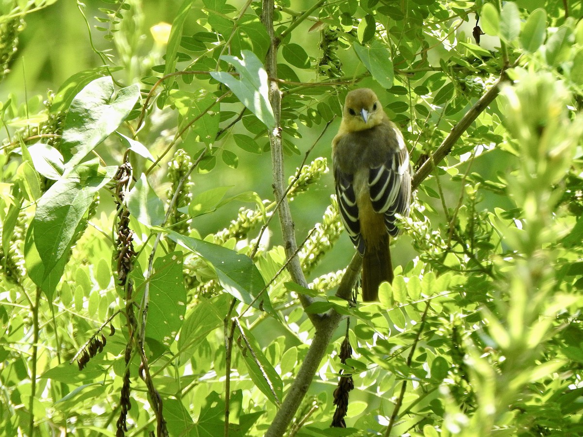 Baltimore Oriole - ML622097020