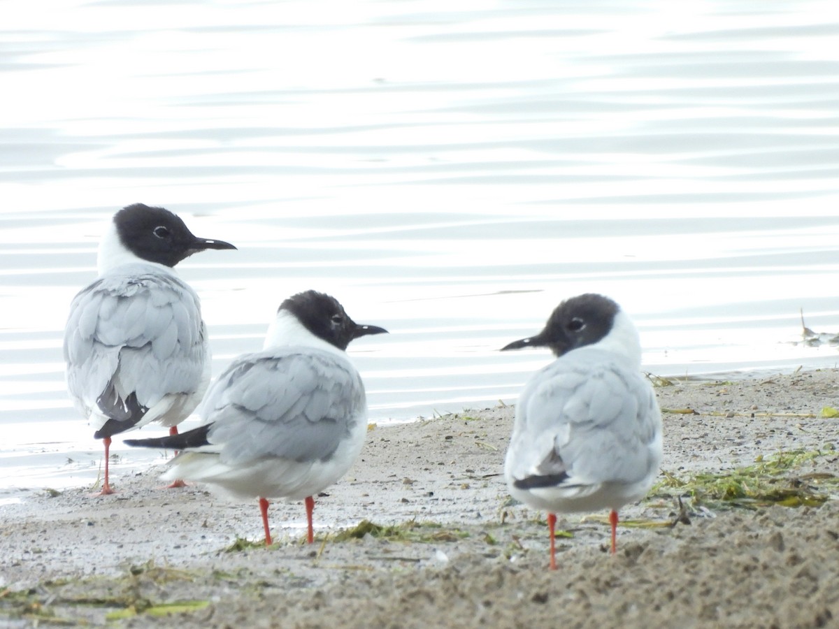 Bonaparte's Gull - ML622097028