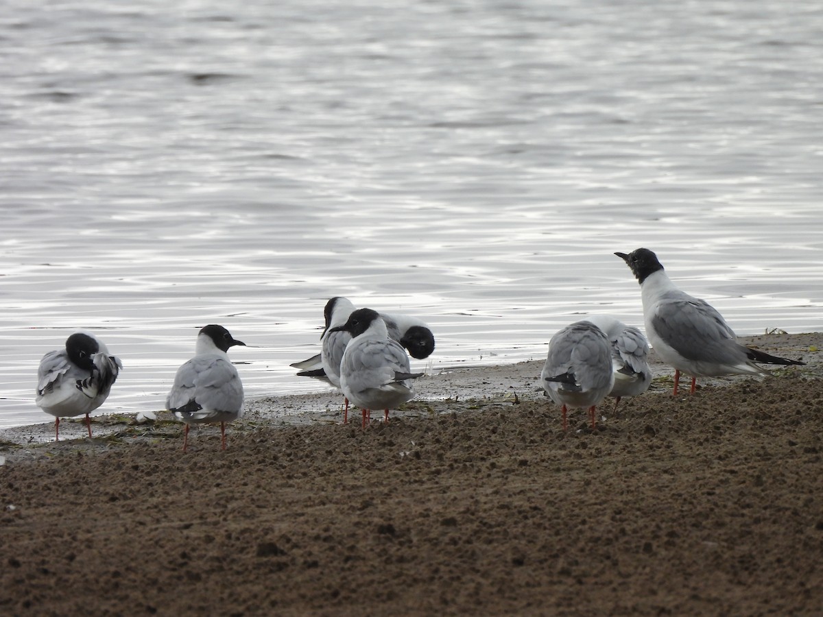 Bonaparte's Gull - ML622097066