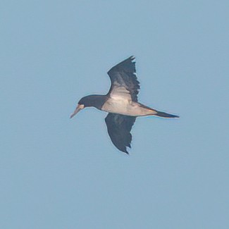 Brown Booby - ML622097090