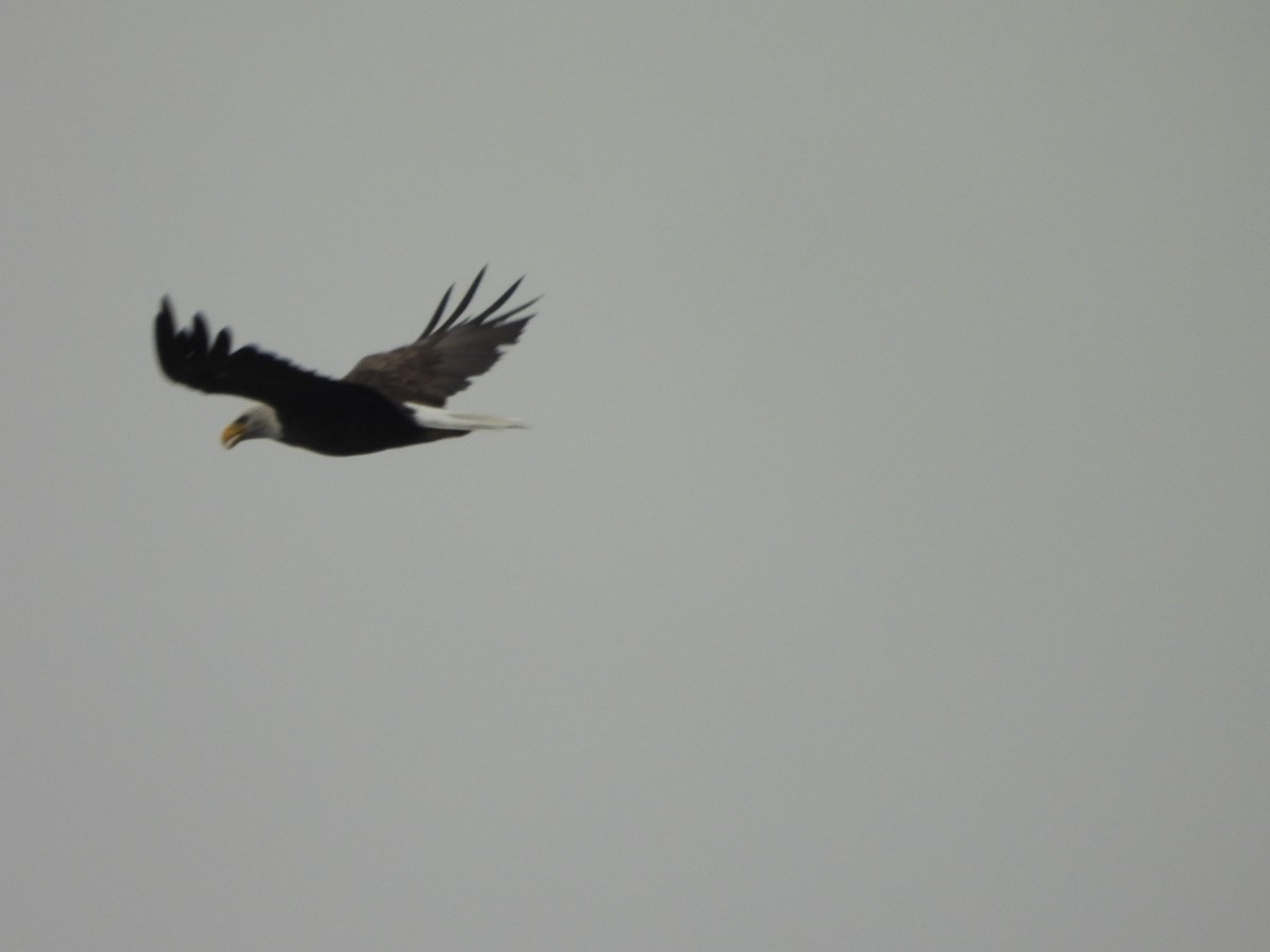 Bald Eagle - ML622097110