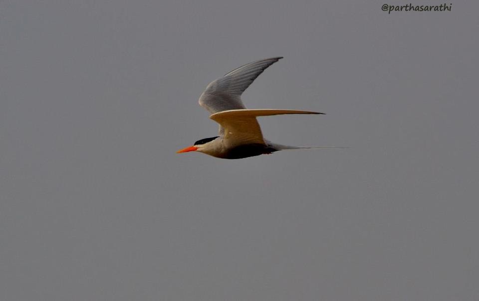 Black-bellied Tern - ML622097248