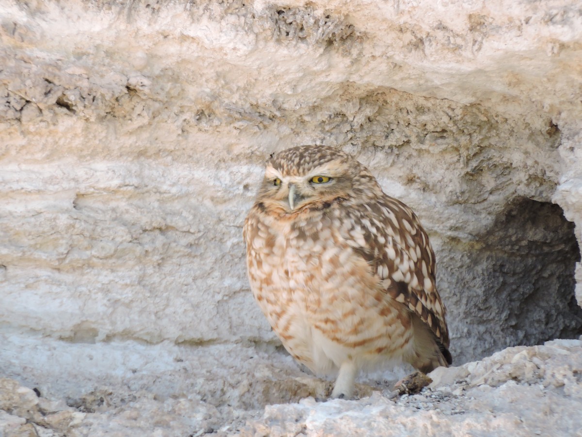 Burrowing Owl - ML622097258