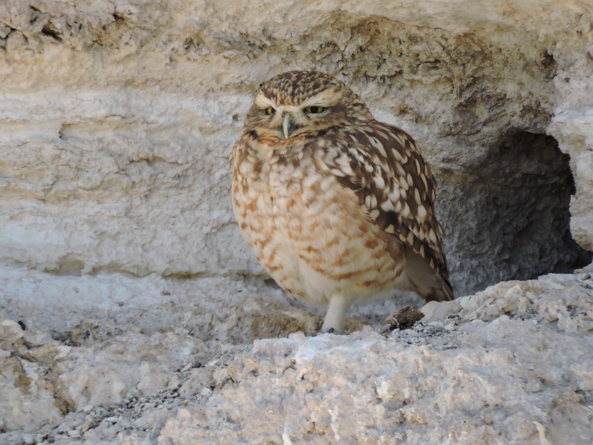 Burrowing Owl - ML622097259