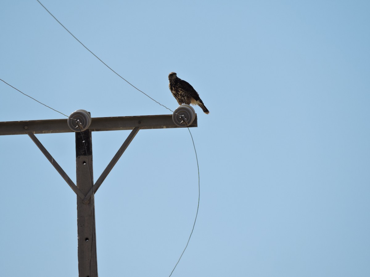 Harris's Hawk - ML622097272