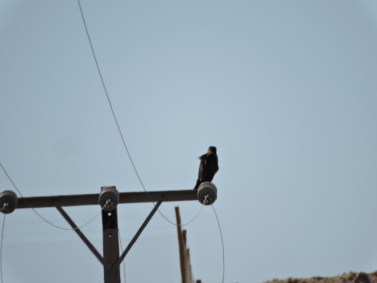 Harris's Hawk - ML622097273