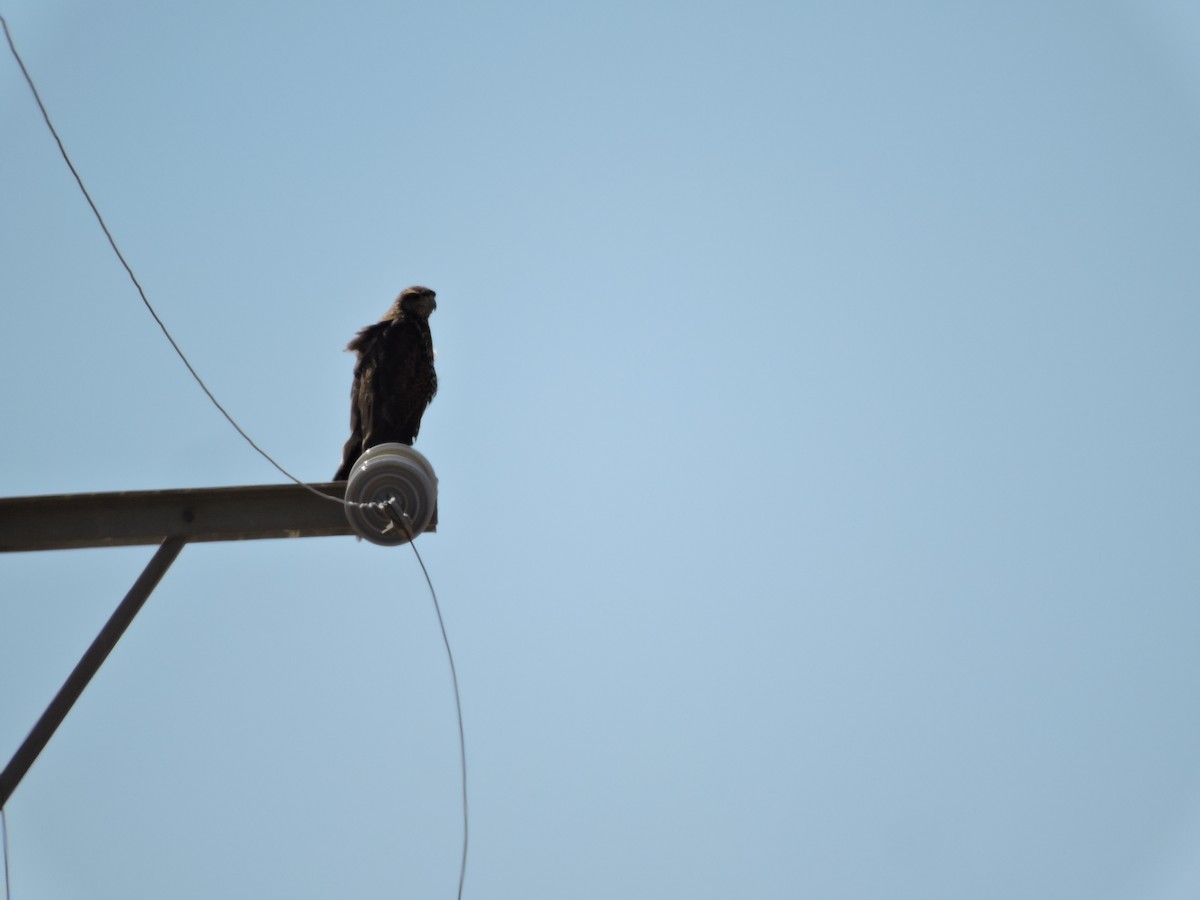 Harris's Hawk - ML622097274