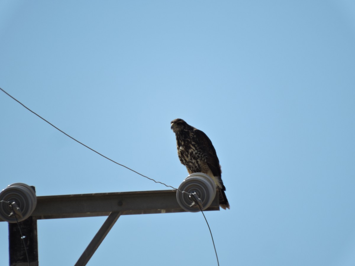 Harris's Hawk - ML622097275