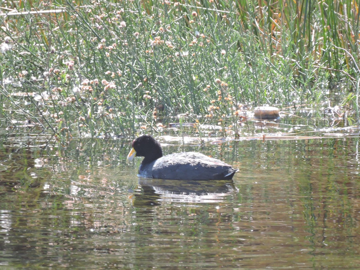 Slate-colored Coot - ML622097283