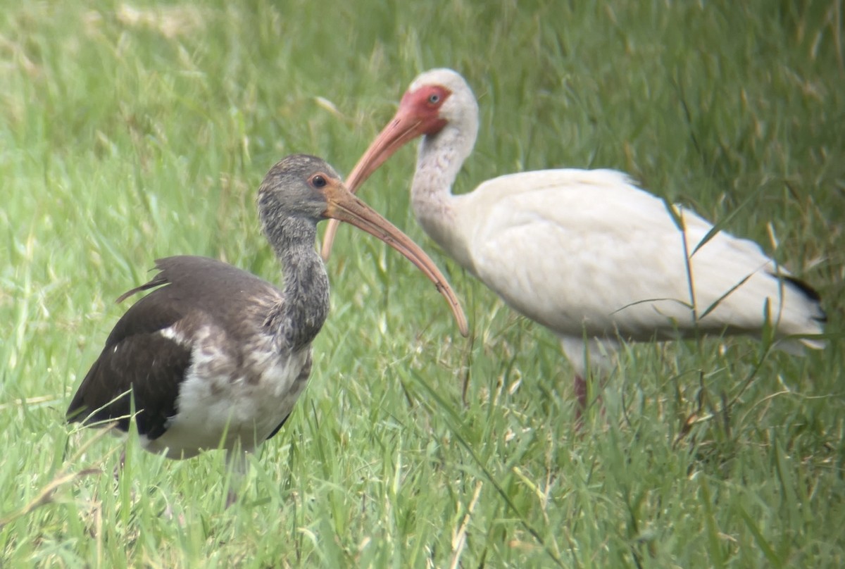 White Ibis - ML622097331