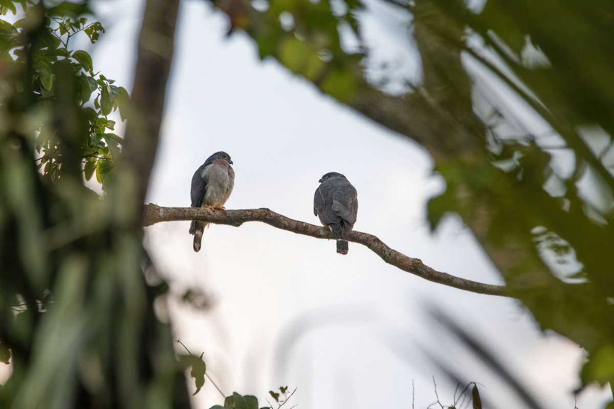 Double-toothed Kite - ML622097338