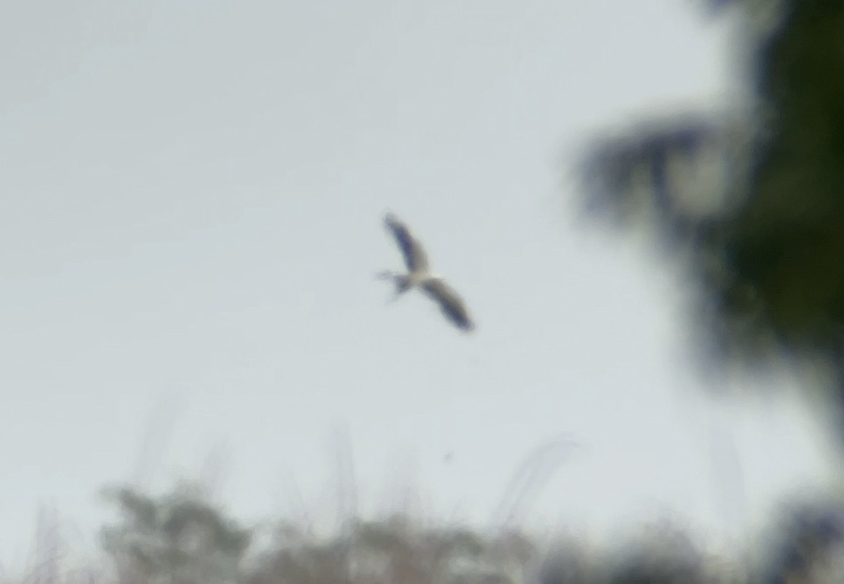Swallow-tailed Kite - ML622097339