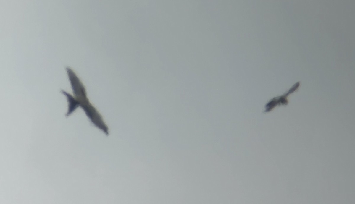 Swallow-tailed Kite - ML622097340