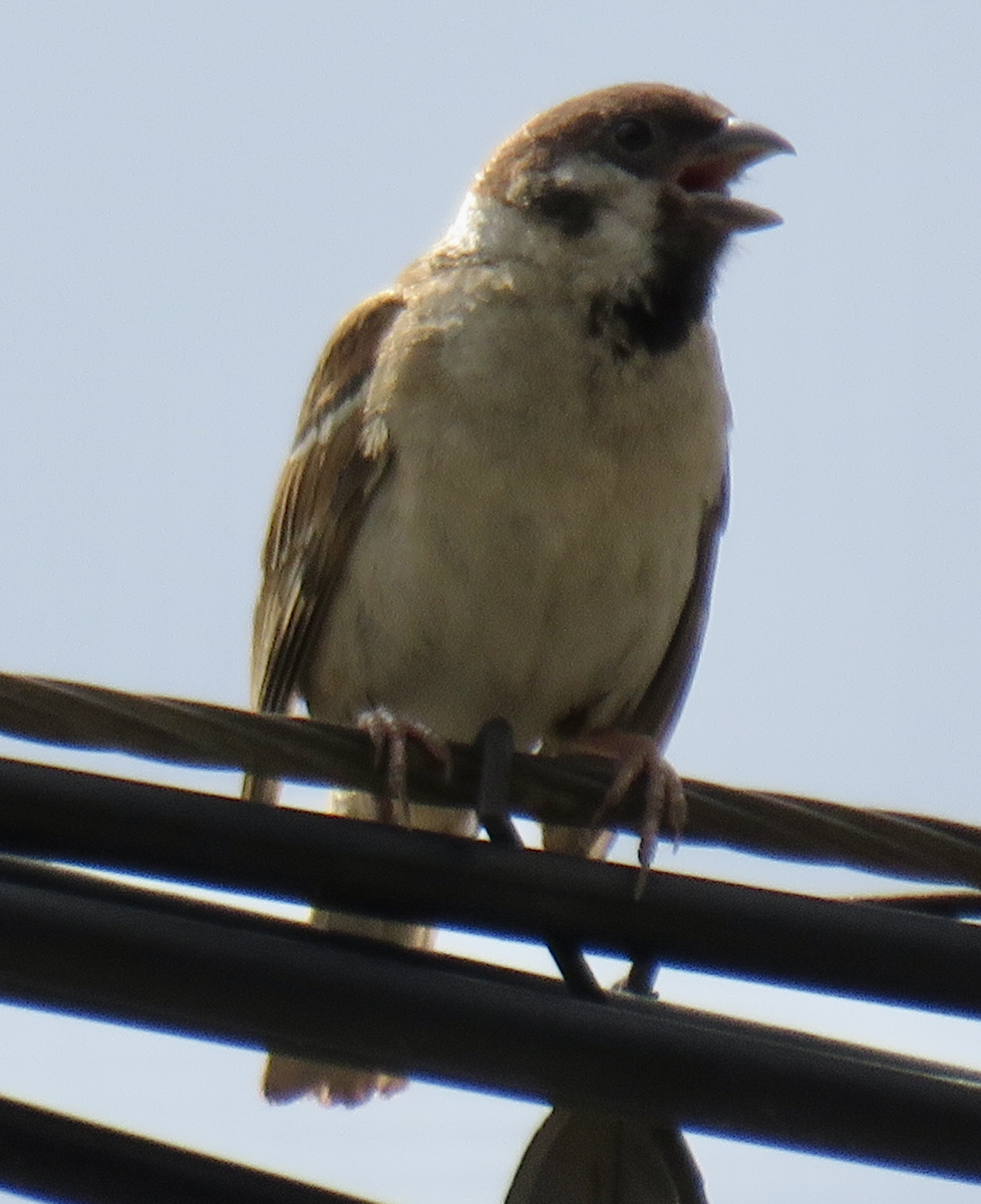 Eurasian Tree Sparrow - ML622097344