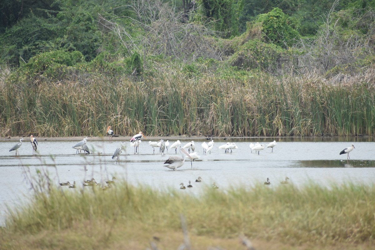 Spot-billed Pelican - ML622097345