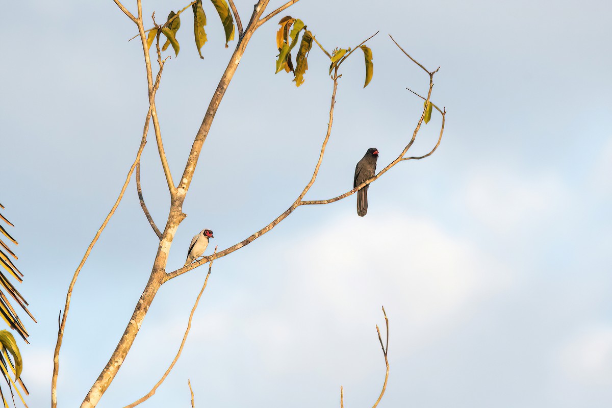 Black-fronted Nunbird - ML622097347