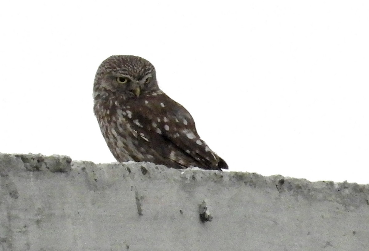 Little Owl - ML622097348