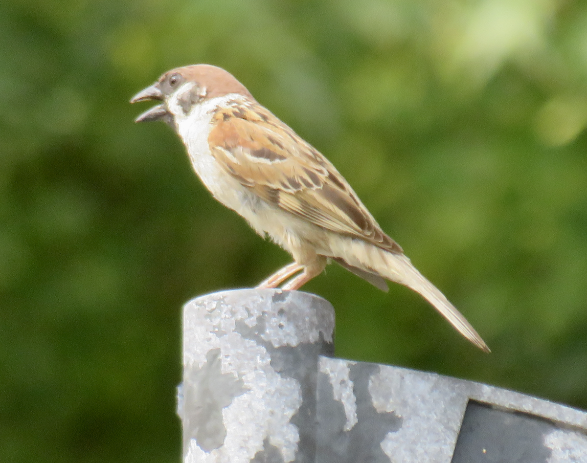 Eurasian Tree Sparrow - ML622097349