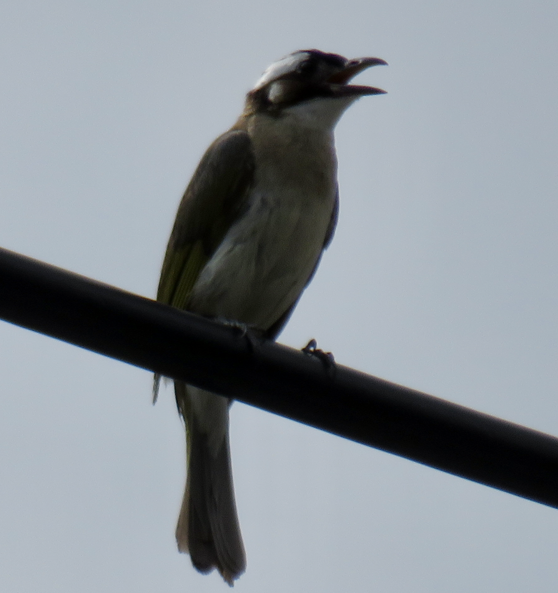 Light-vented Bulbul - ML622097360