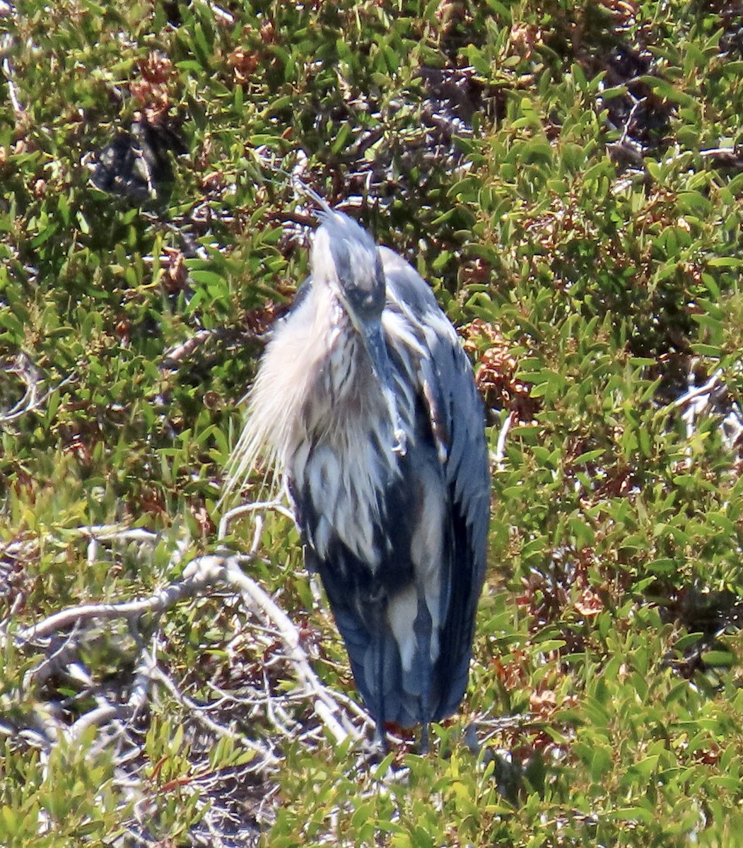 Great Blue Heron - ML622097364