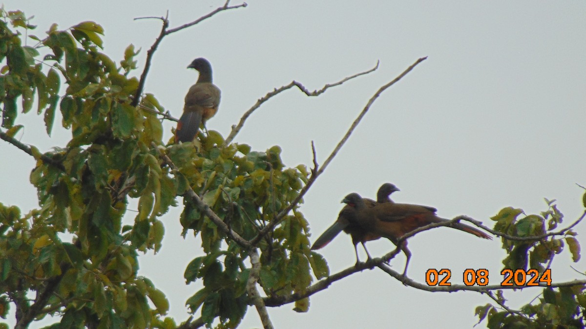 Rufous-vented Chachalaca - ML622097367