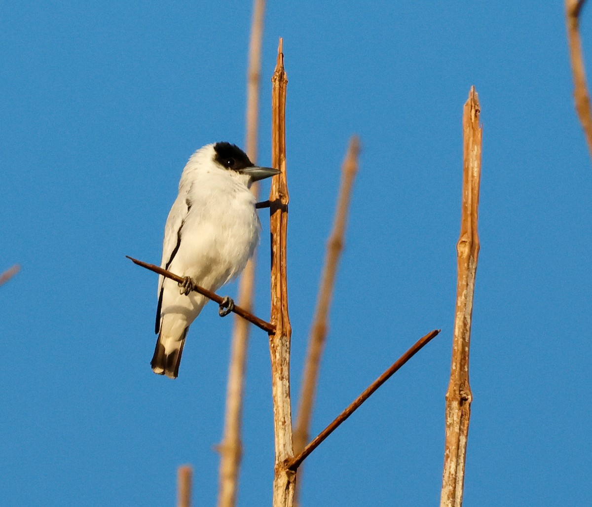 Black-crowned Tityra - ML622097368