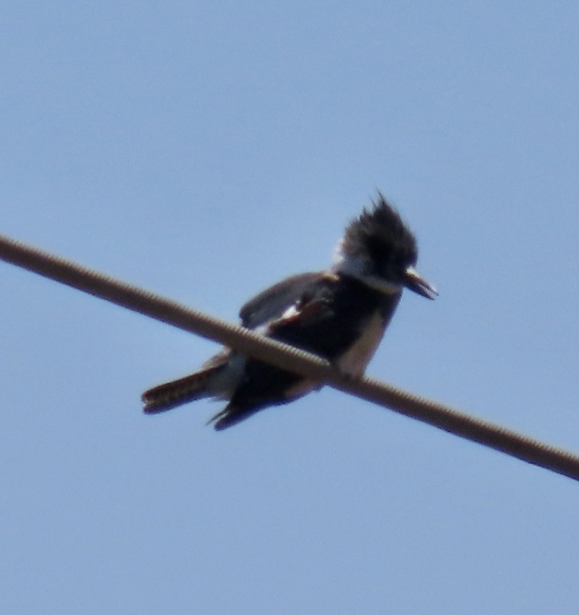 Belted Kingfisher - George Chrisman