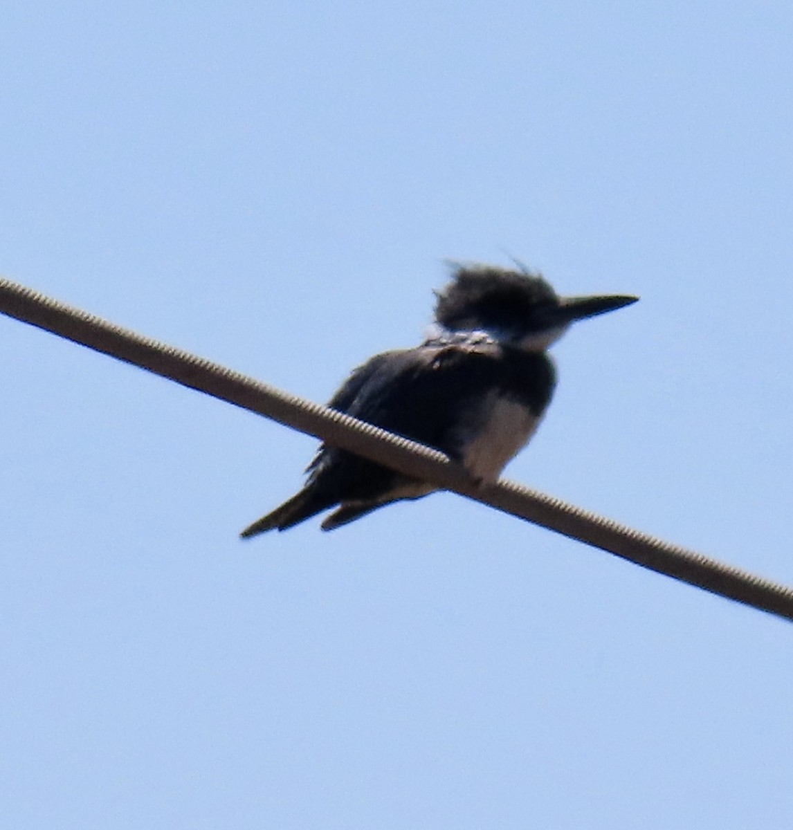 Belted Kingfisher - ML622097372