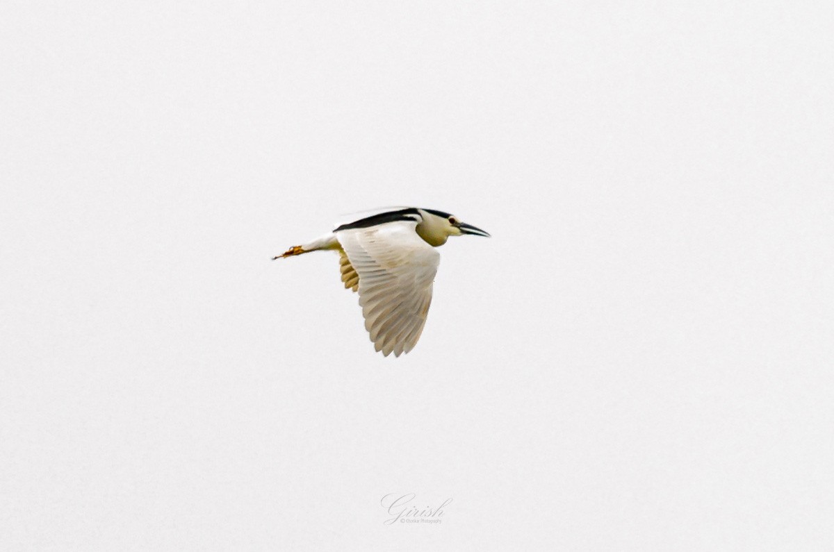 Black-crowned Night Heron - ML622097384