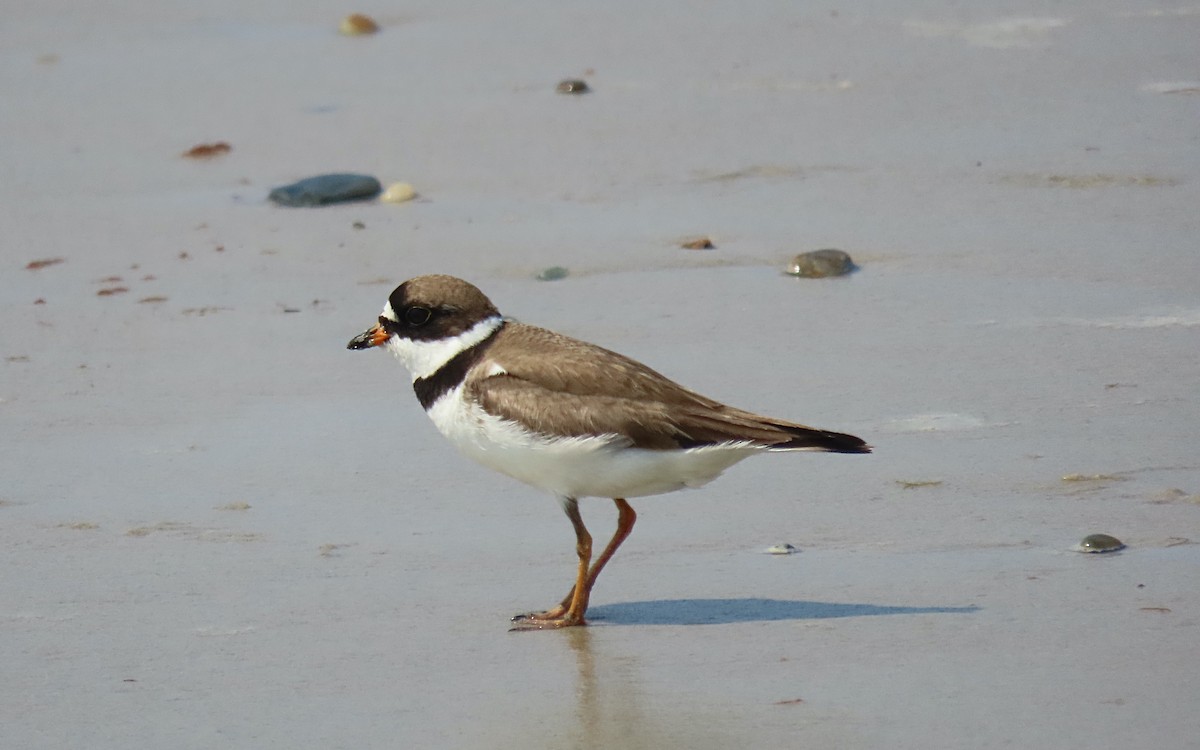 Semipalmated Plover - ML622097390