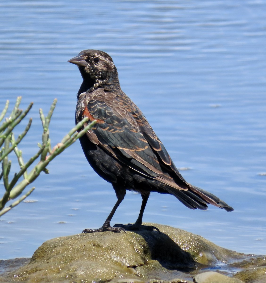 Red-winged Blackbird - ML622097391