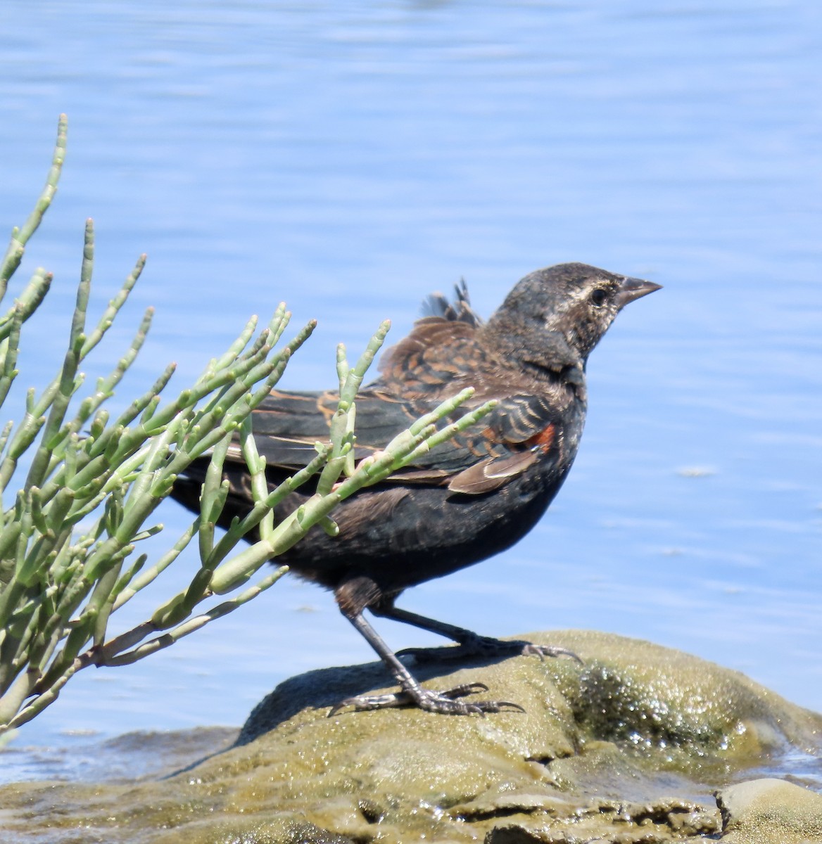 Red-winged Blackbird - ML622097392