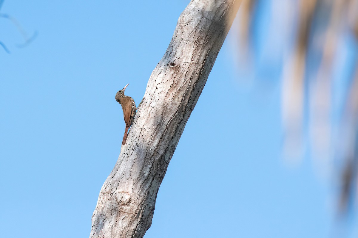 Dusky-capped Woodcreeper (Layard's) - ML622097395
