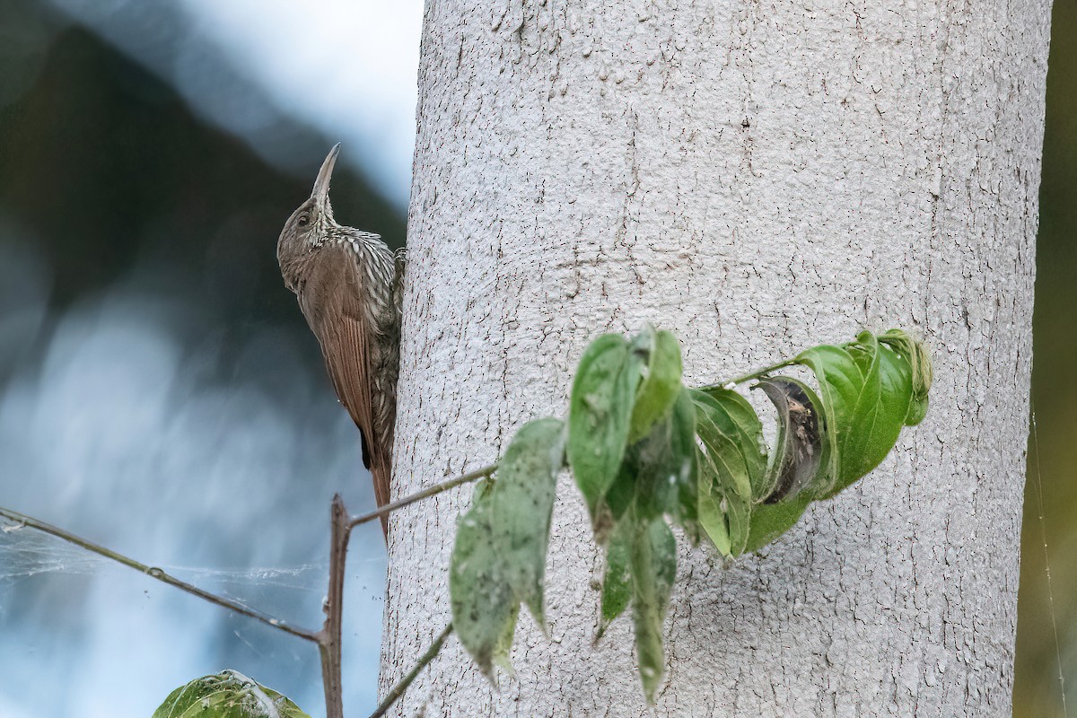 Dusky-capped Woodcreeper (Layard's) - ML622097397